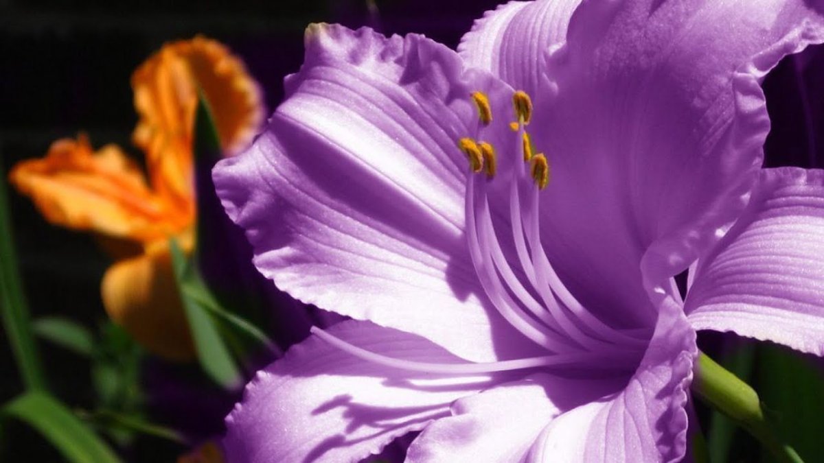 Амариллис фиолетовый