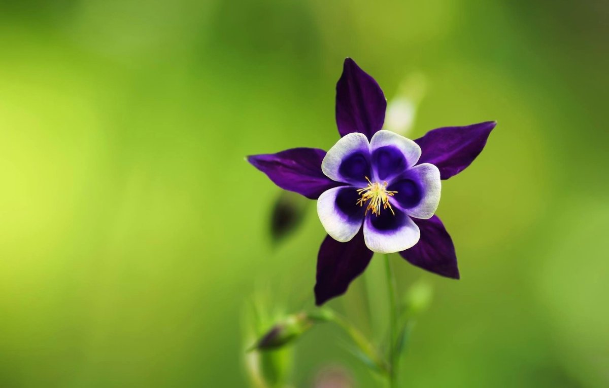 Лиловые лепестки аквилегии