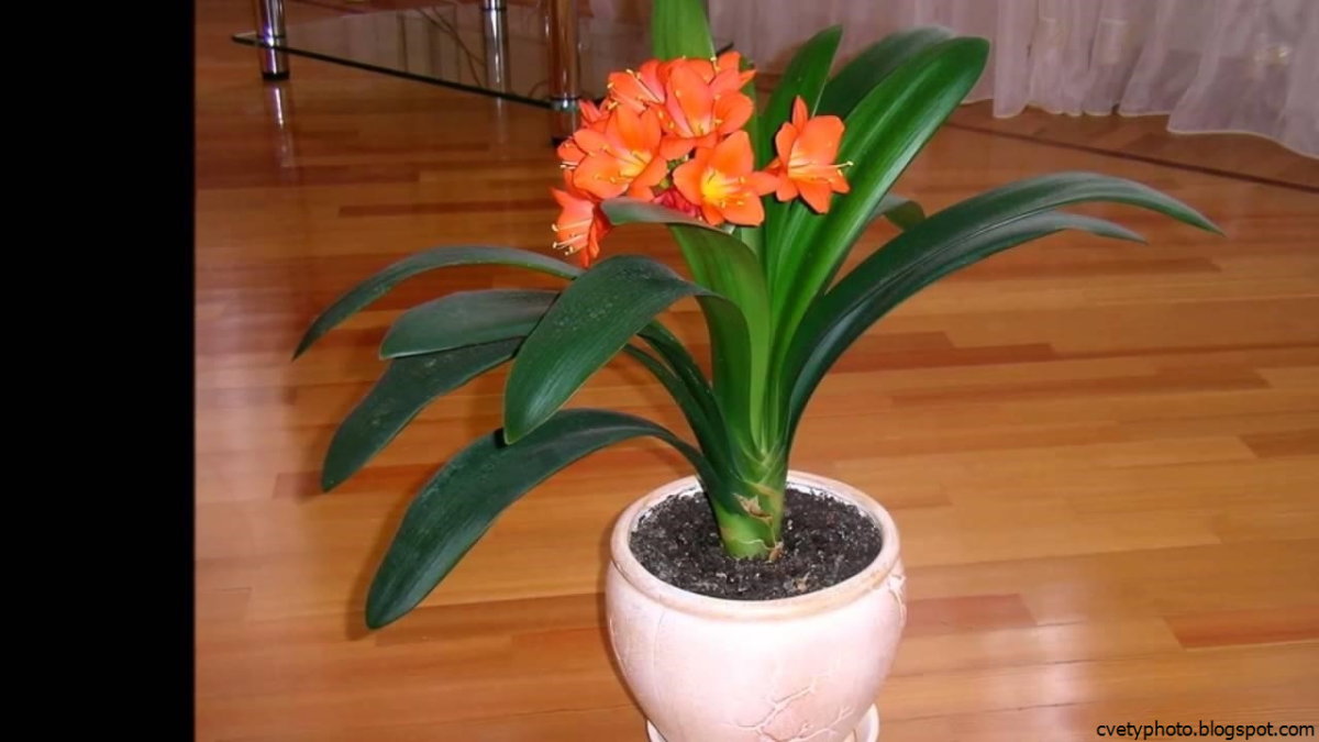 Комнатный цветок Кливия