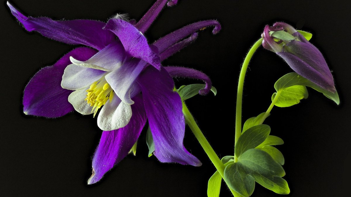 Аквилегия (Aquilegia)