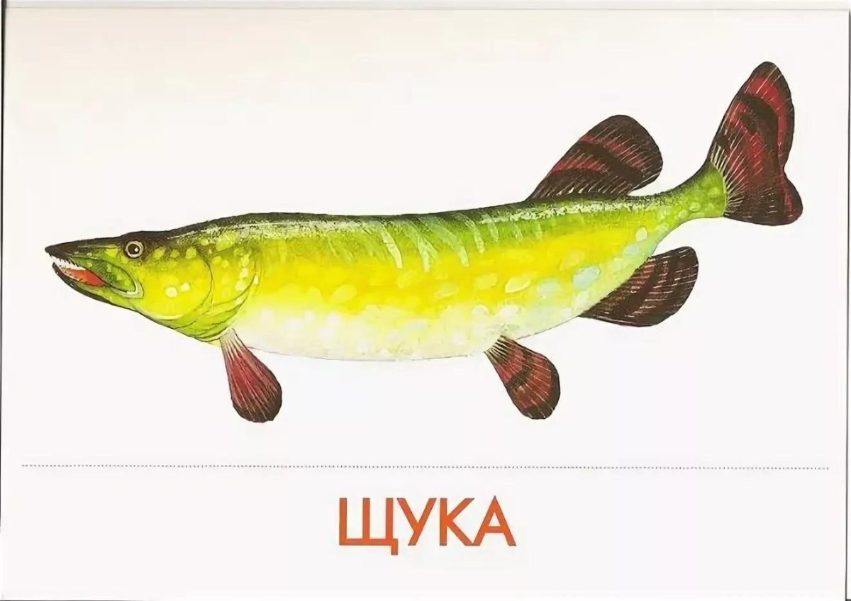 Рыба щука вектор