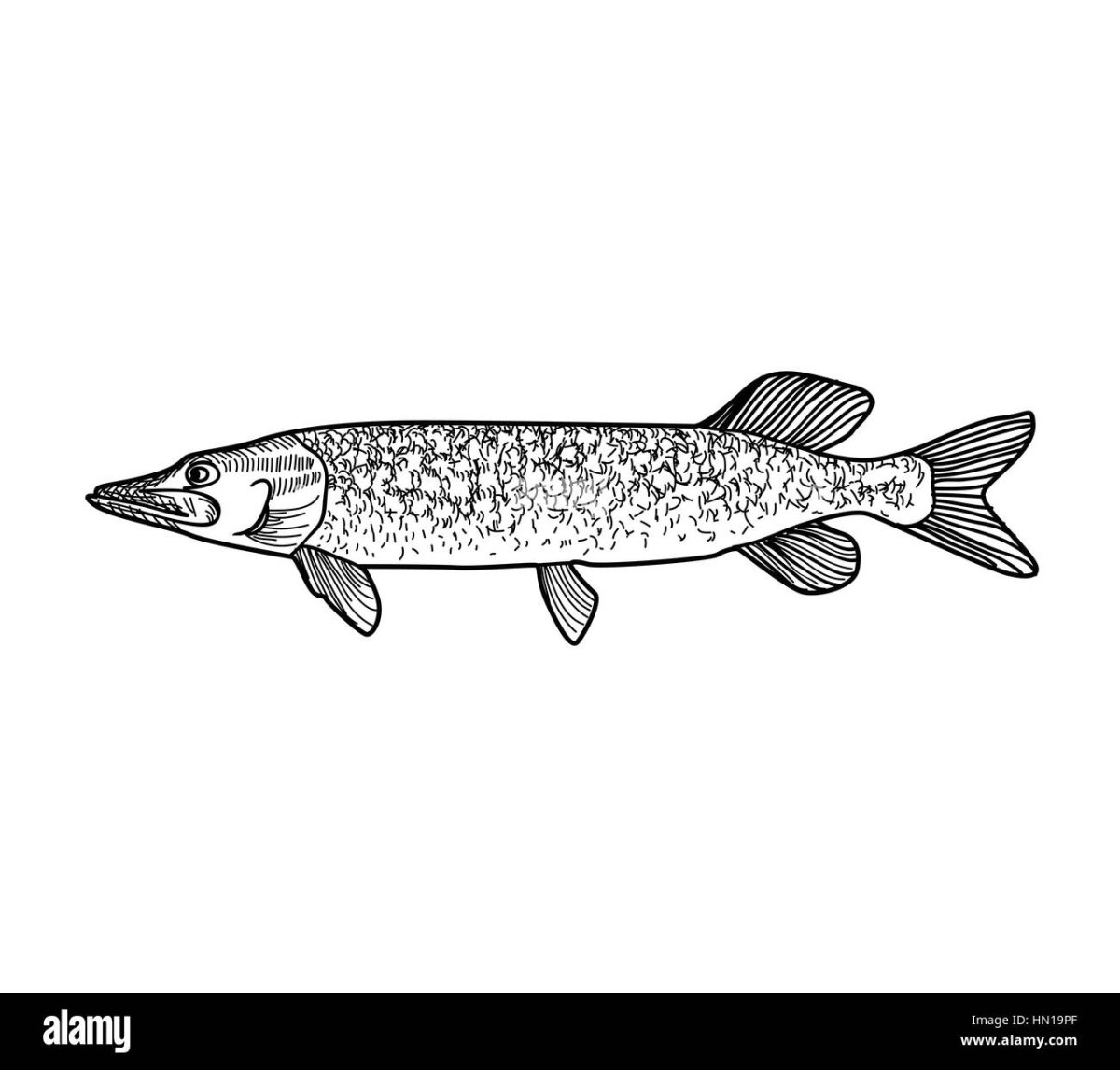 Сказка лягушка путешественница