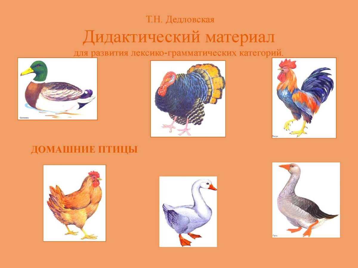 Домашние птицы дидактический материал
