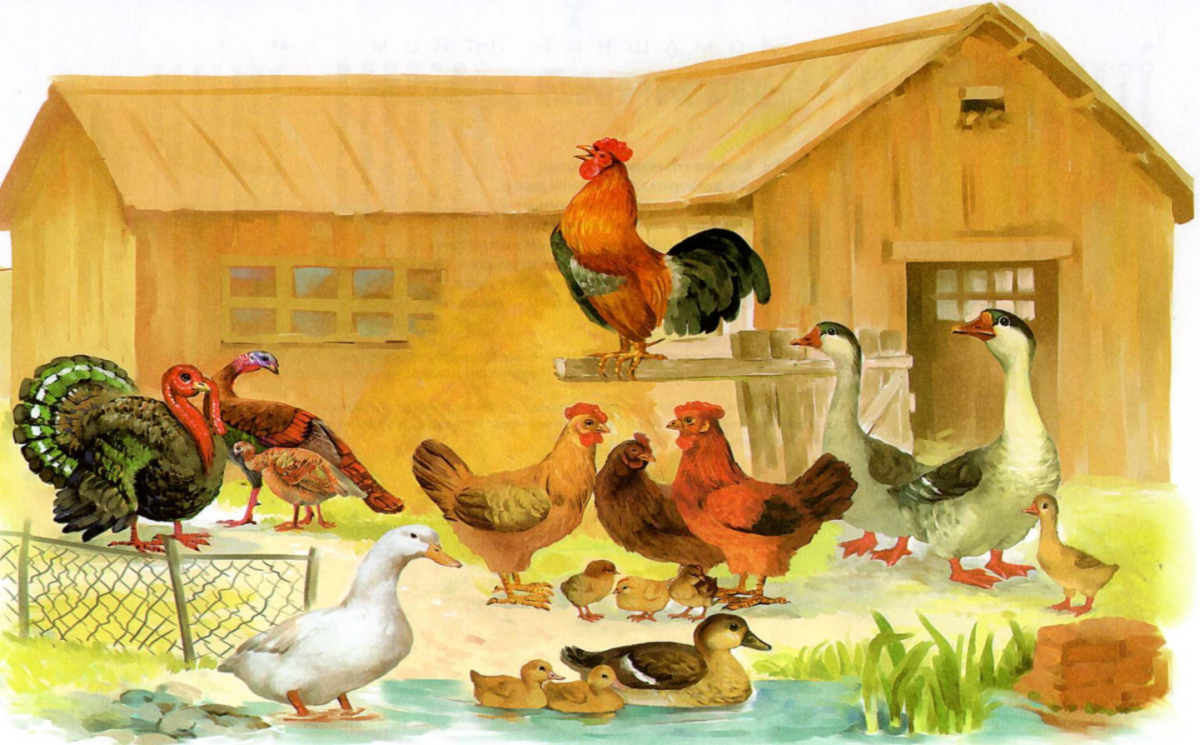 Птичий двор Нищева