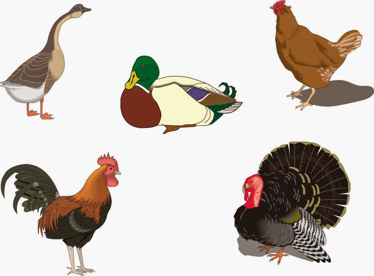 Петух курица Гусь индюк