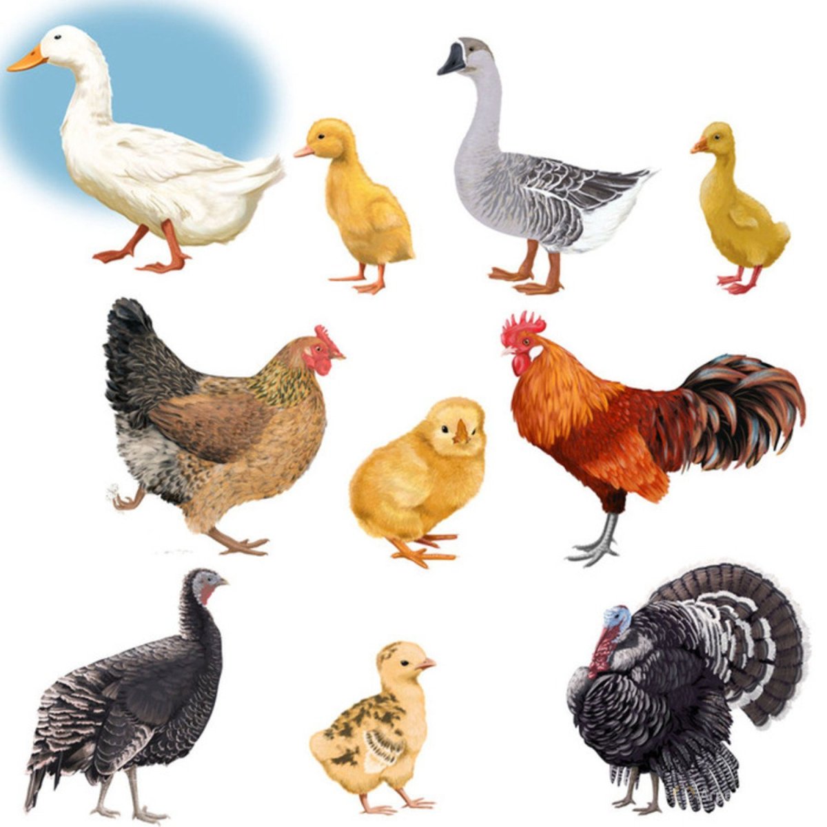 Домашние птицы (Гусь, утка, индюк)