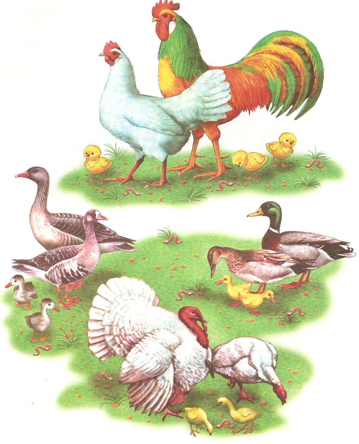 Домашние птицы картинки