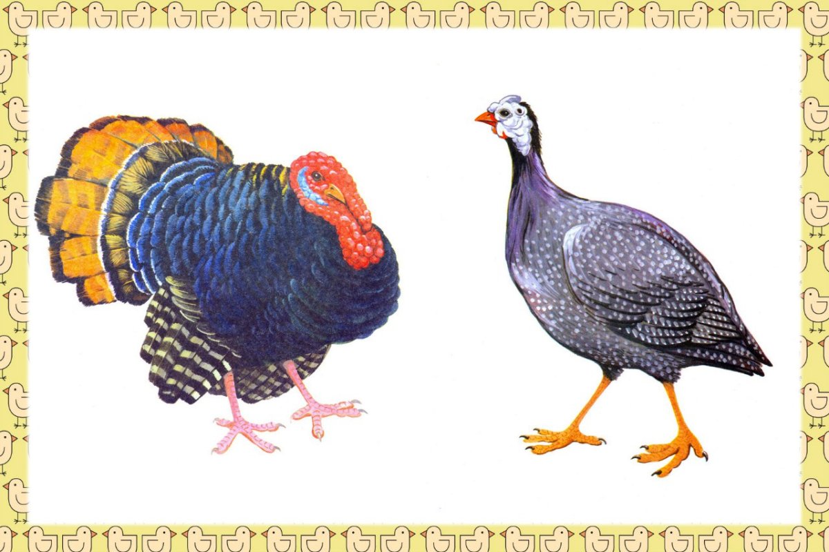 Семья индюк индейка индюшата