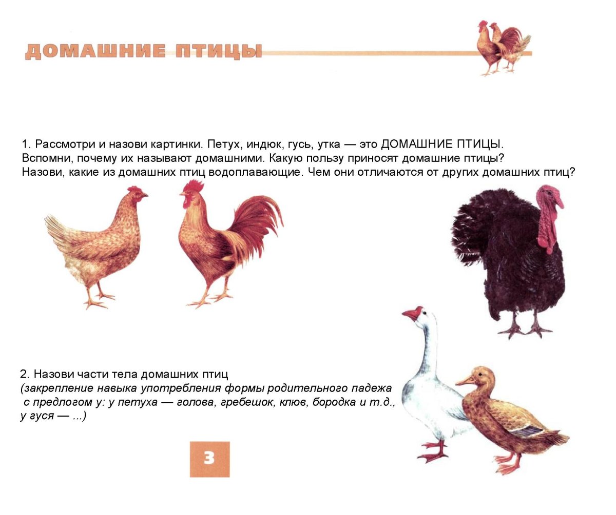 Домашние птицы задание логопеда