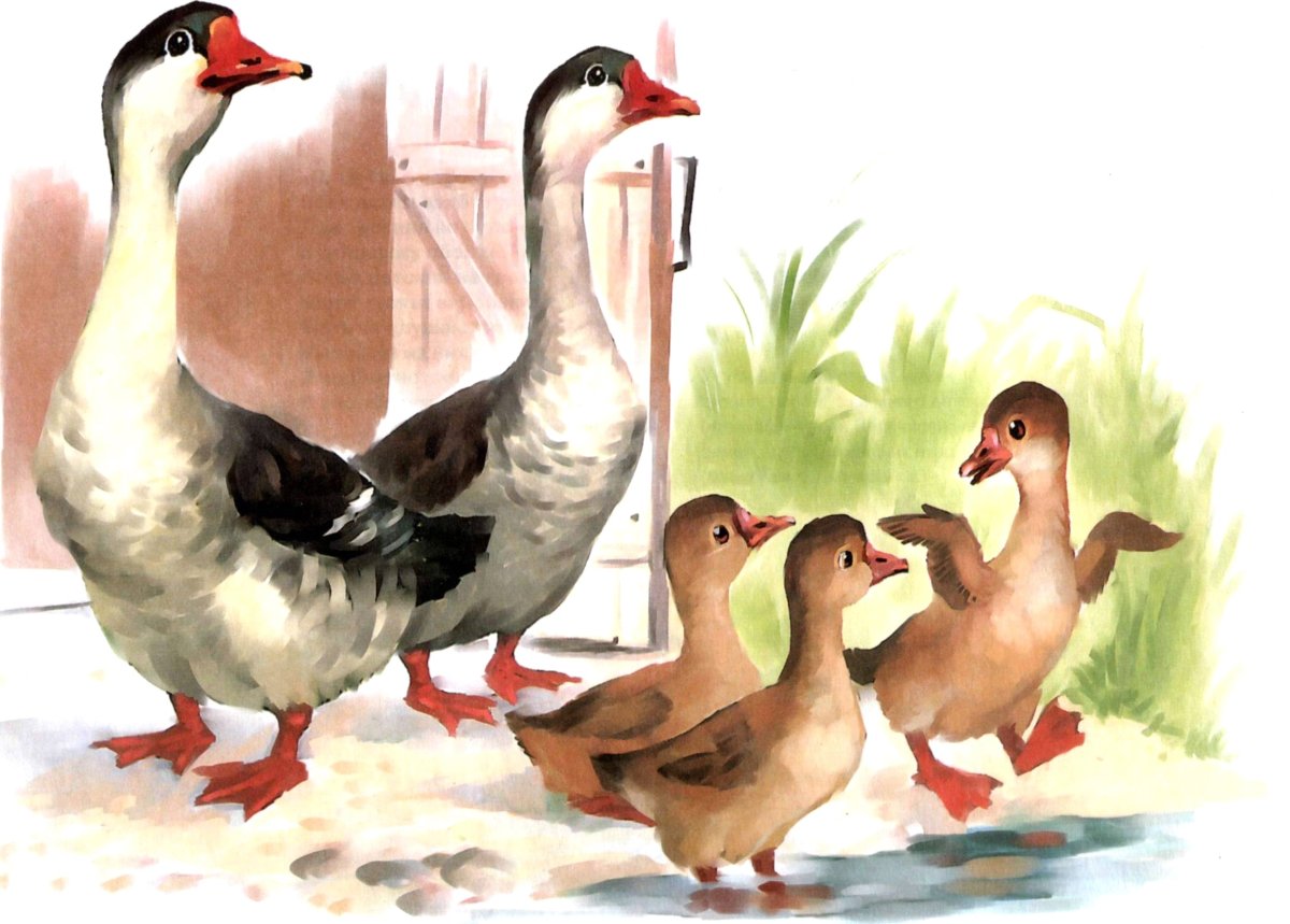 Гусь гусыня гусенок карточки