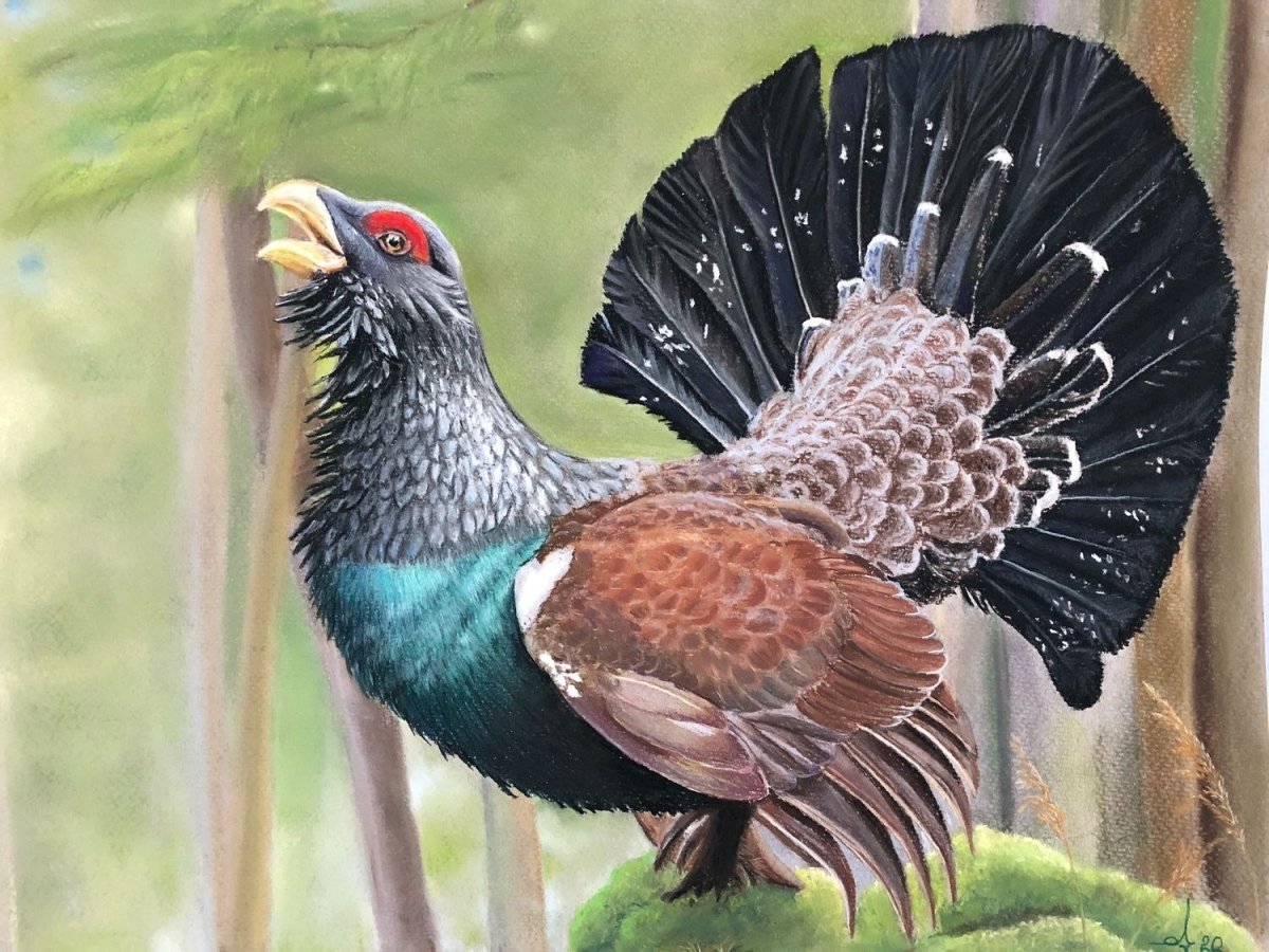 Пиликин картина Глухарь