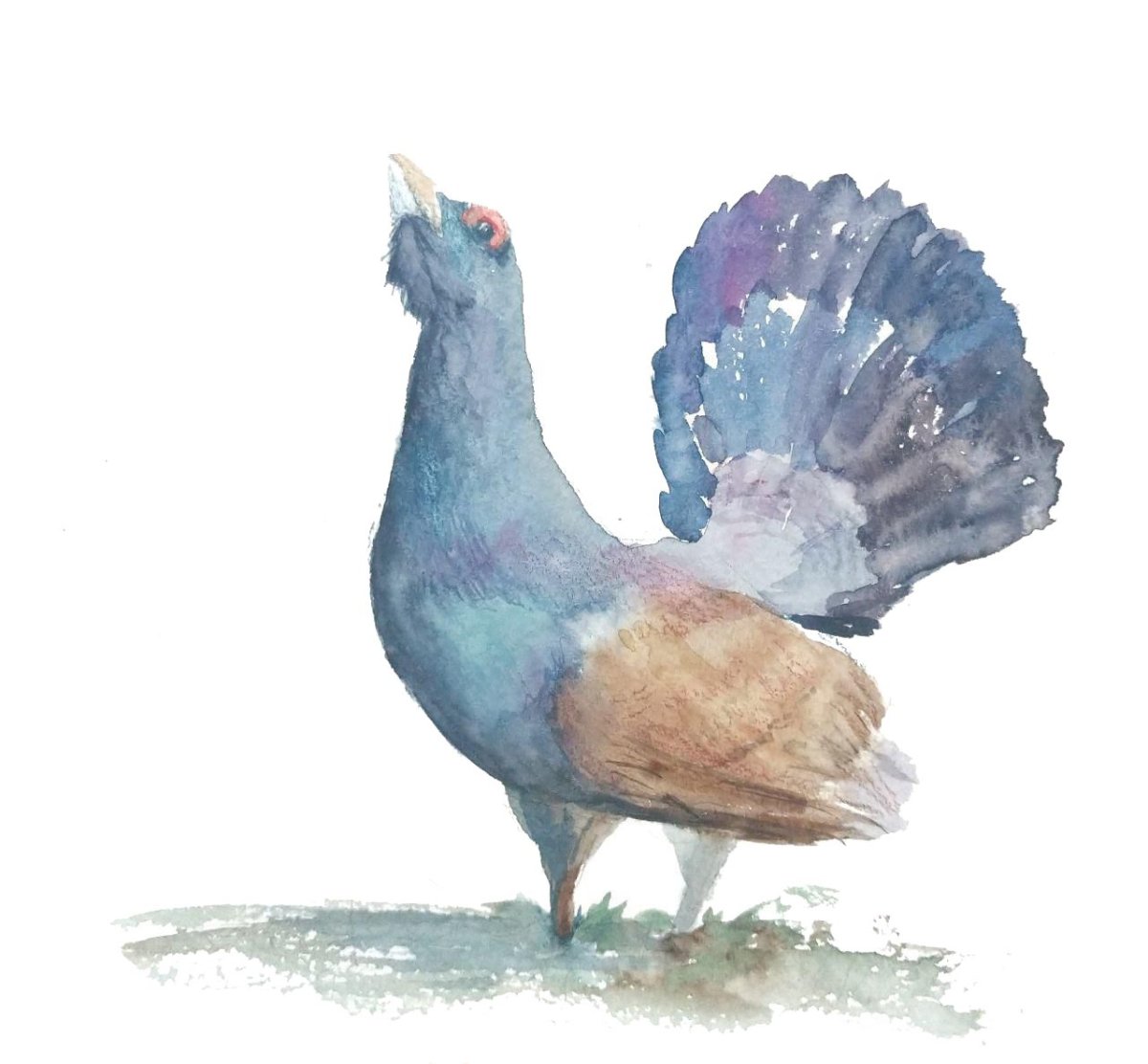 Тетерев акварель