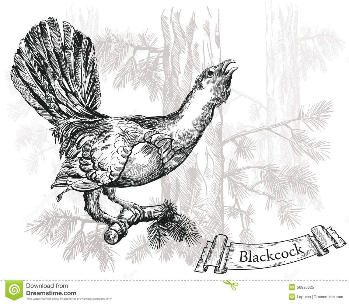 Глухарь эскиз