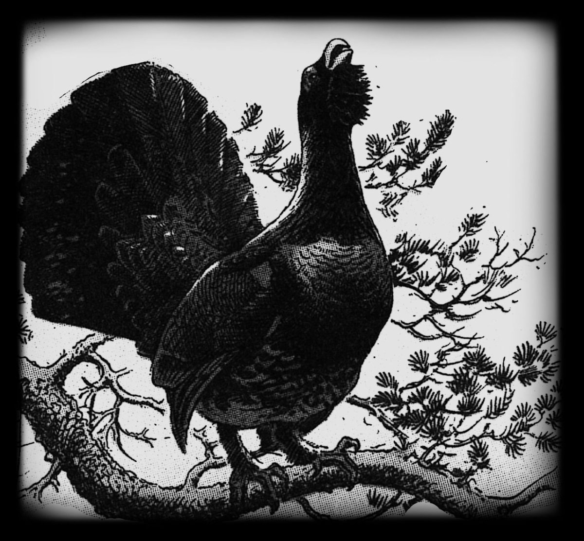 Гравюра Глухарь