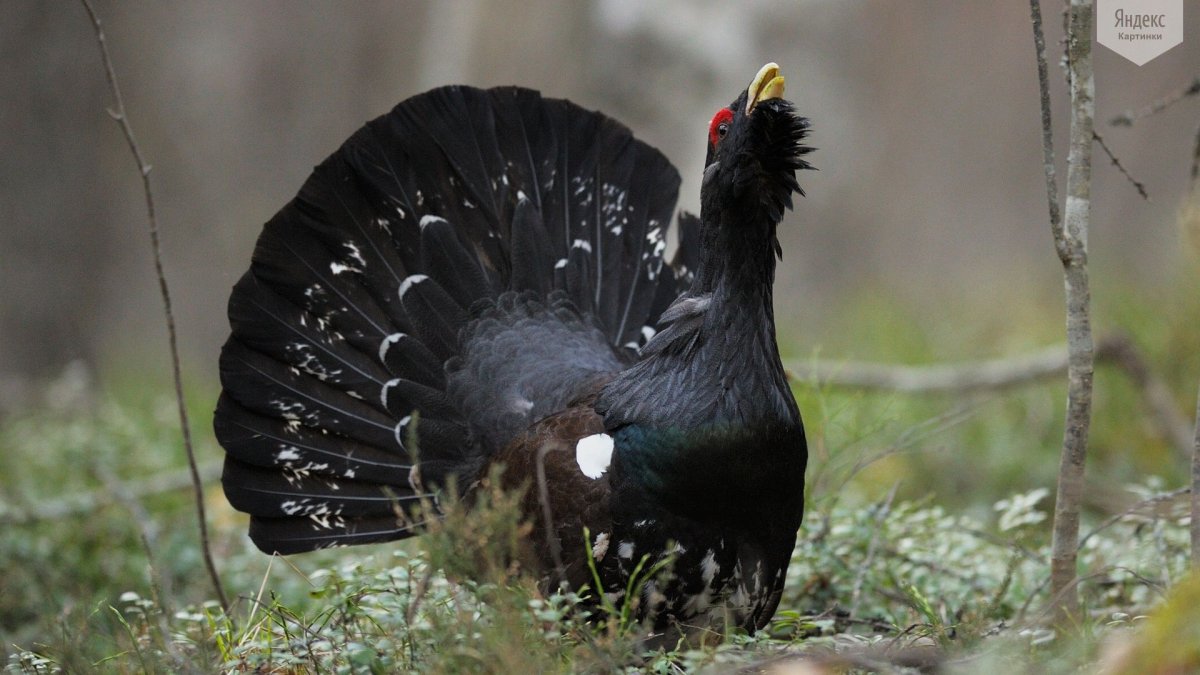 Белобрюхий Глухарь