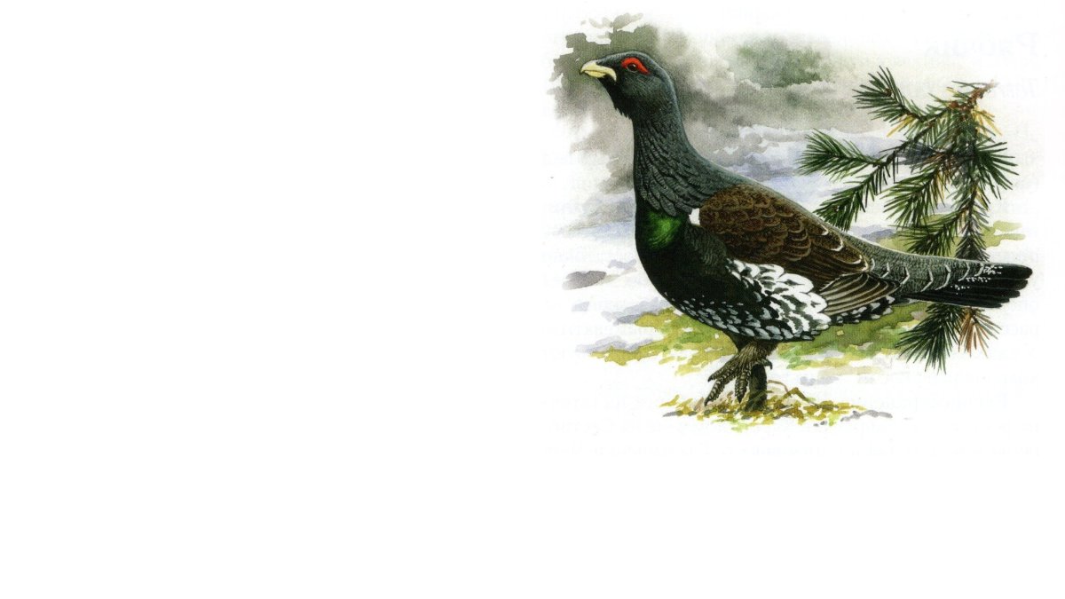 Глухарь птица