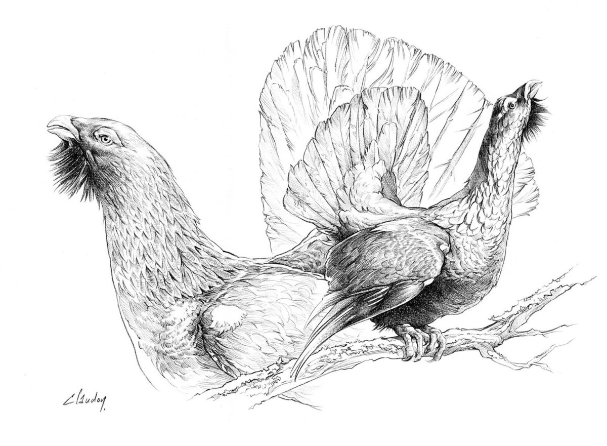 Глухарь рисунок карандашом