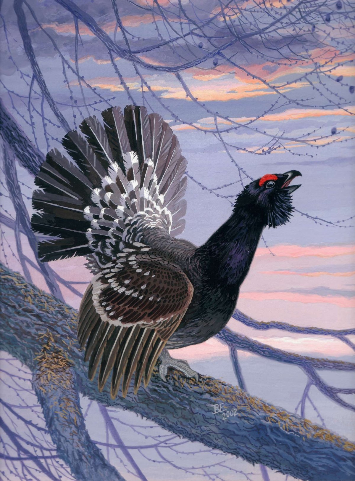 Глухарь (Tetrao urogallus)