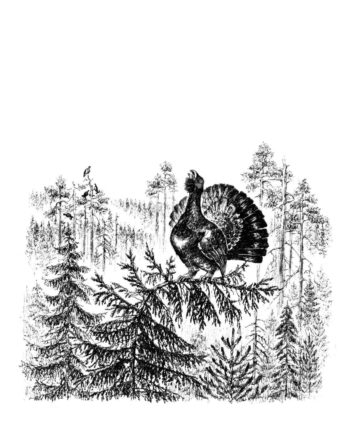 Линогравюра токующего глухаря