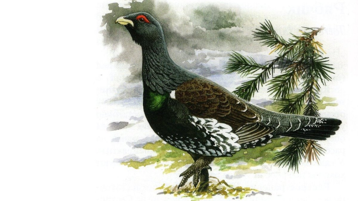 Глухарь красная книга