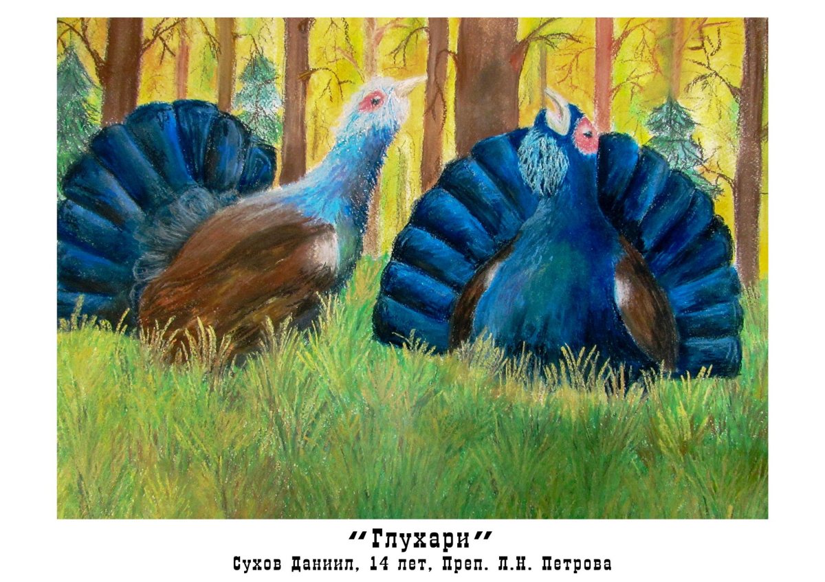 Глухарь гуашью