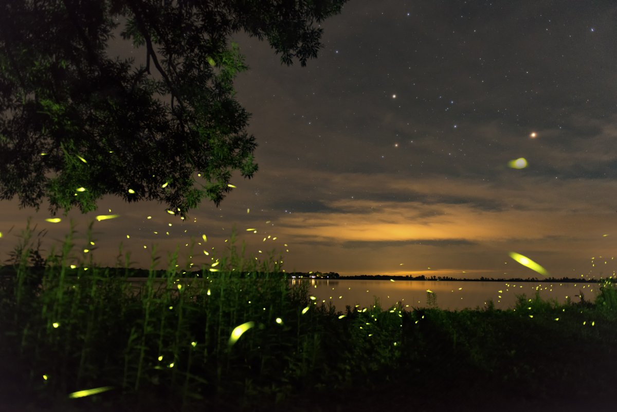 Освещение светлячки