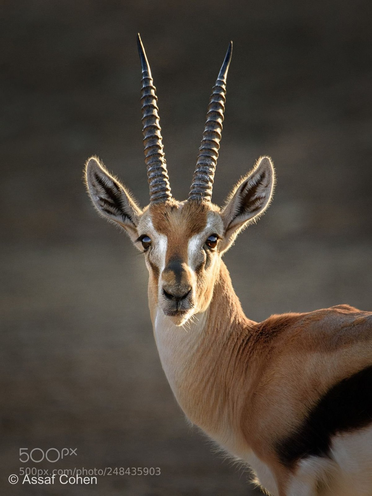 Газель животное самец