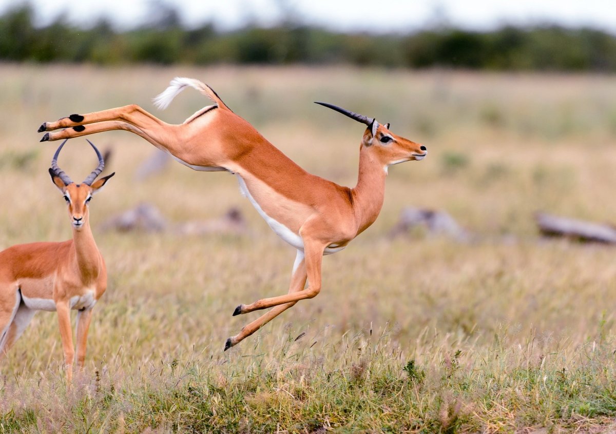 Газель Чинкара