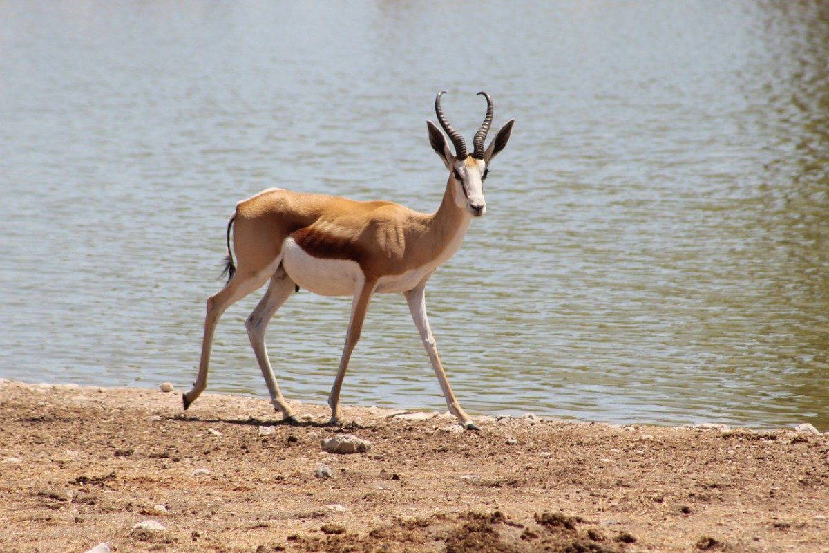 Антилопа дикдик