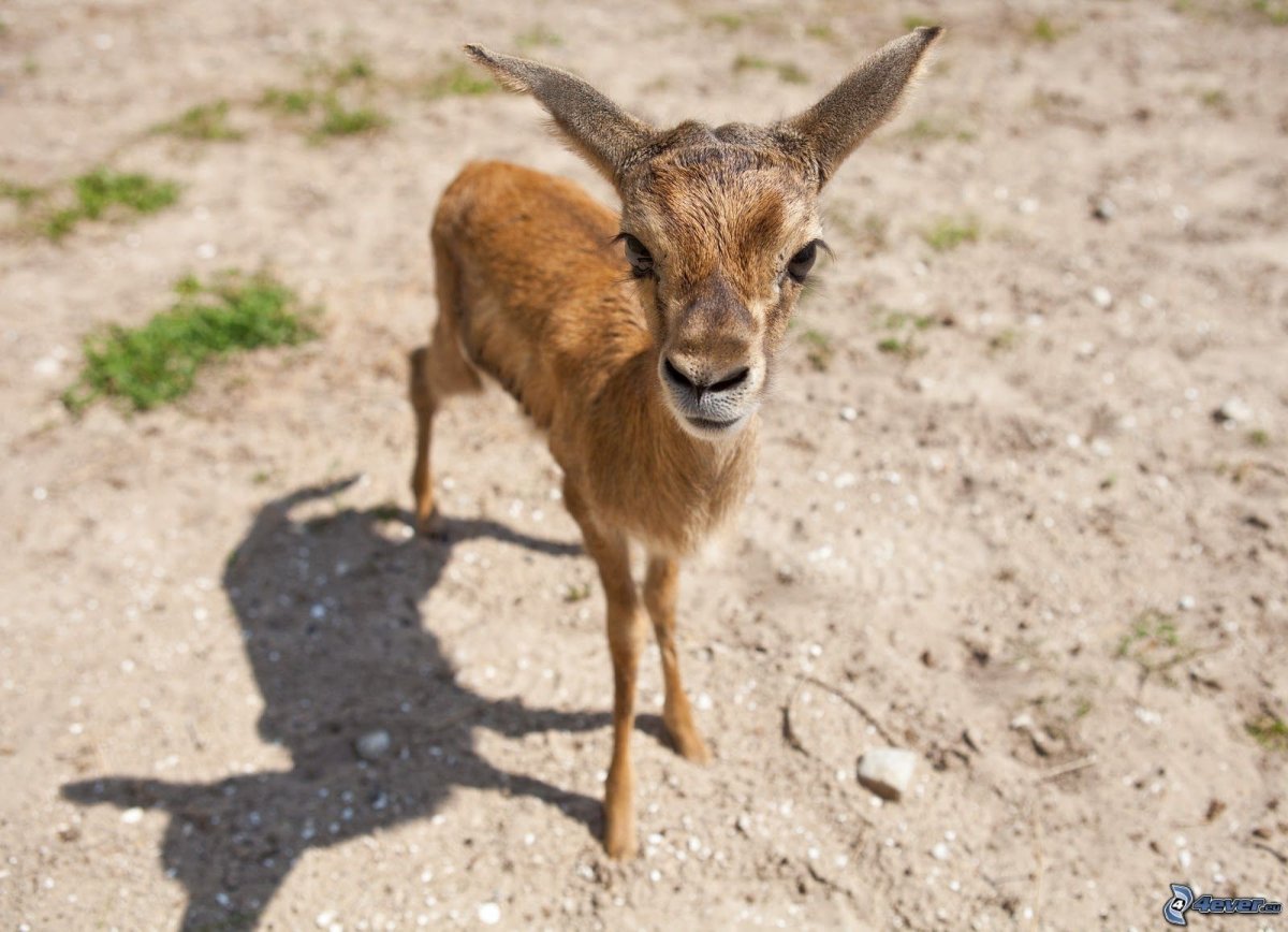 Бородатая антилопа