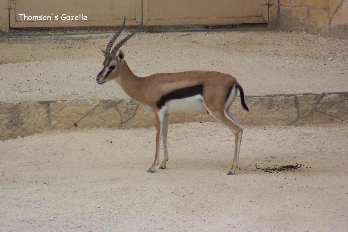 Антилопа Джейран семейство