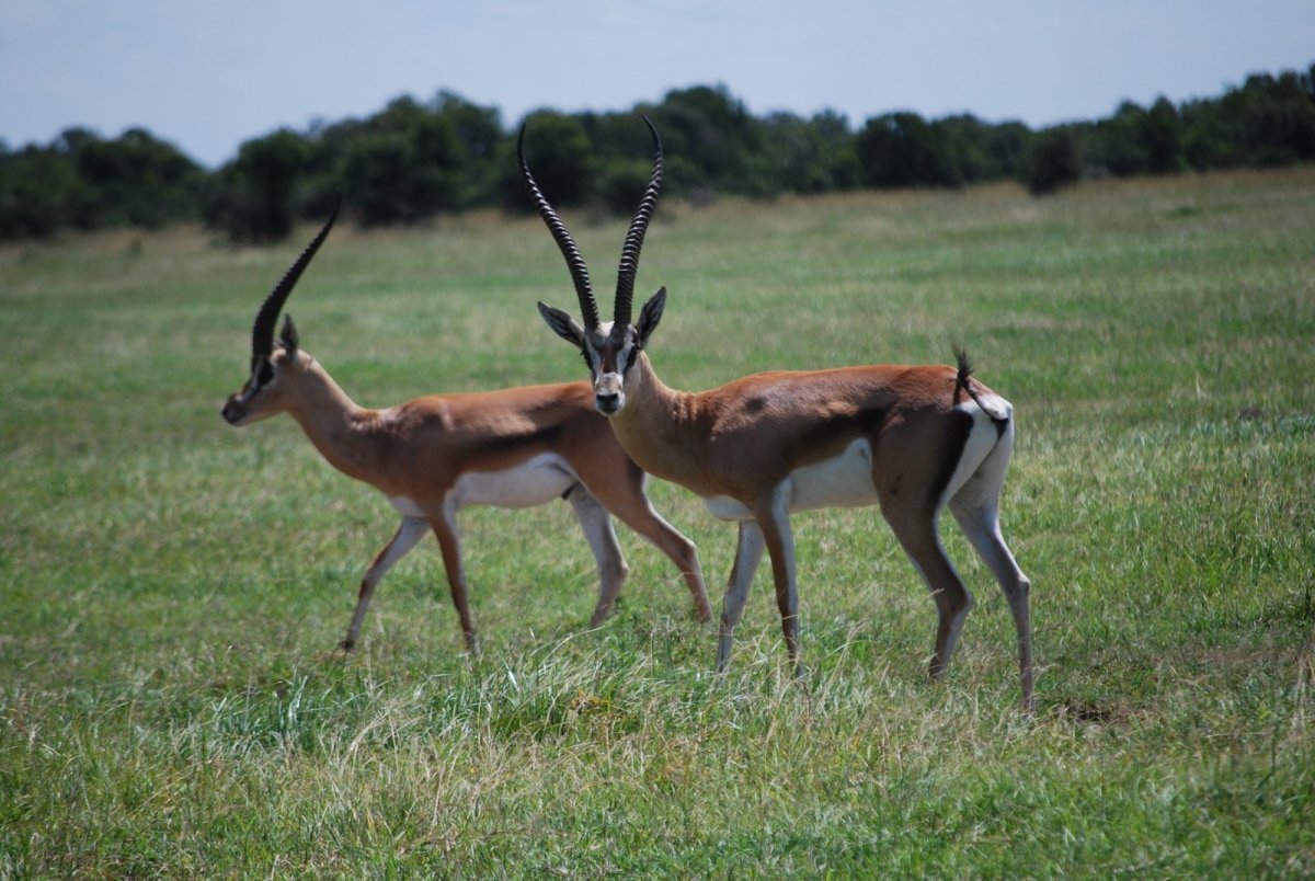 Джейран детеныш