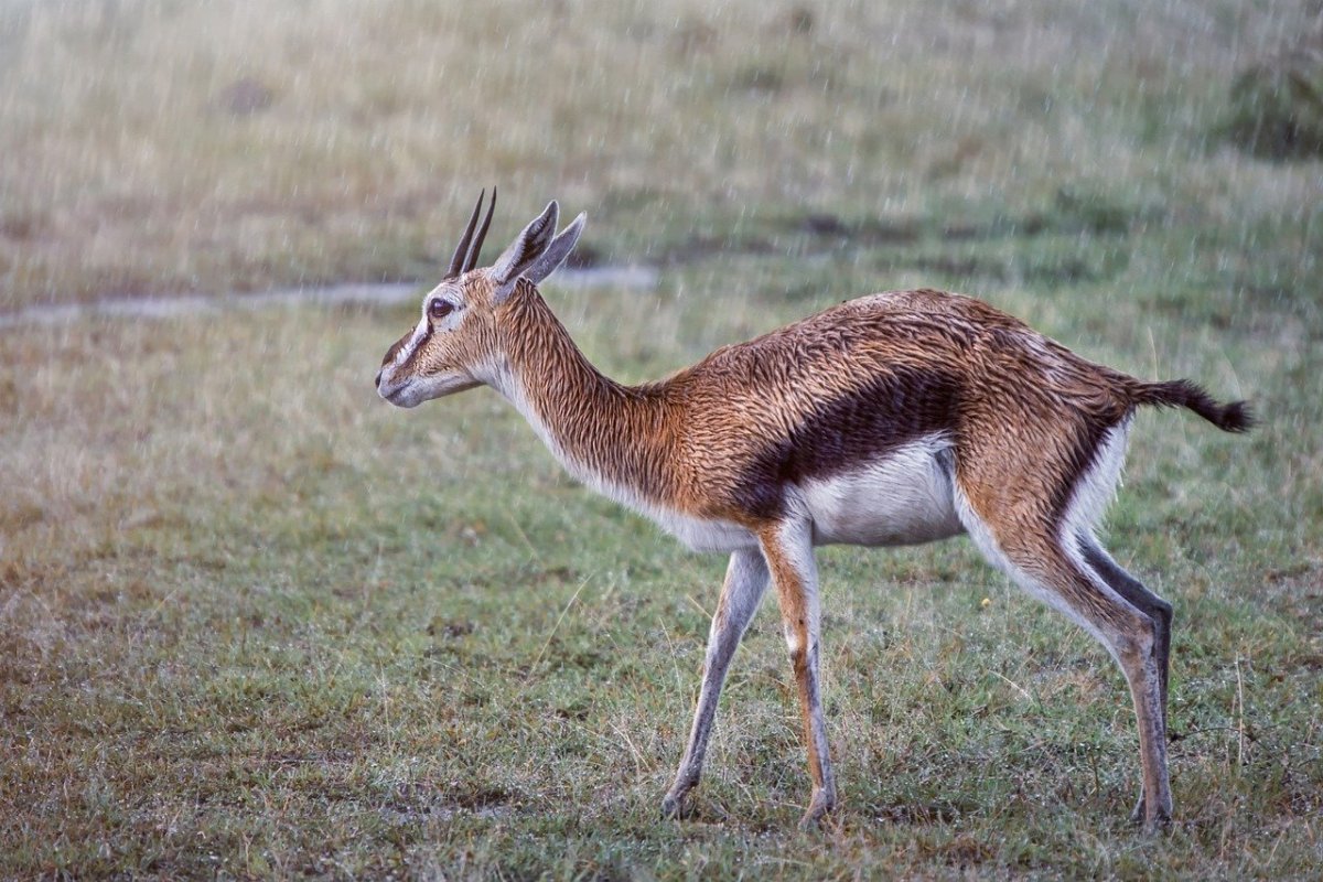Газель животное презентация