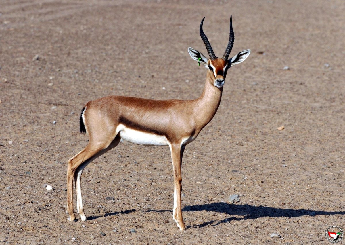 Горная Газель