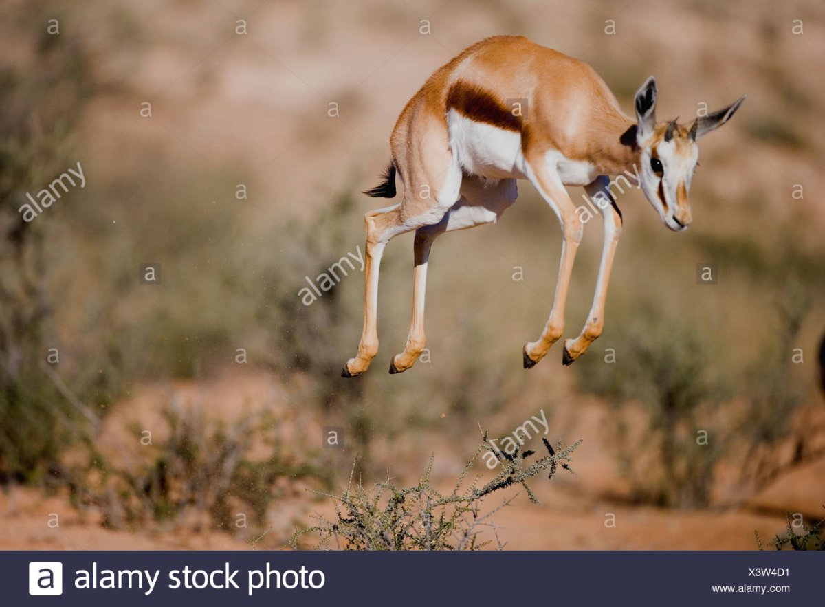 Антилопа Safari