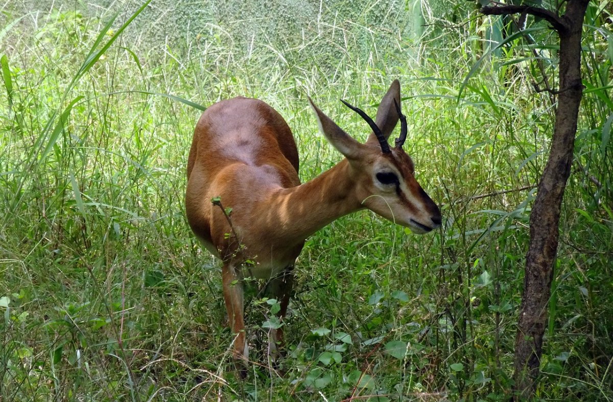 Beautiful Gazelle