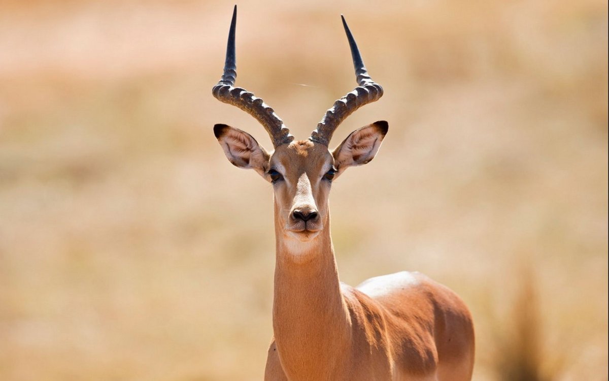 Антилопа Канна фото