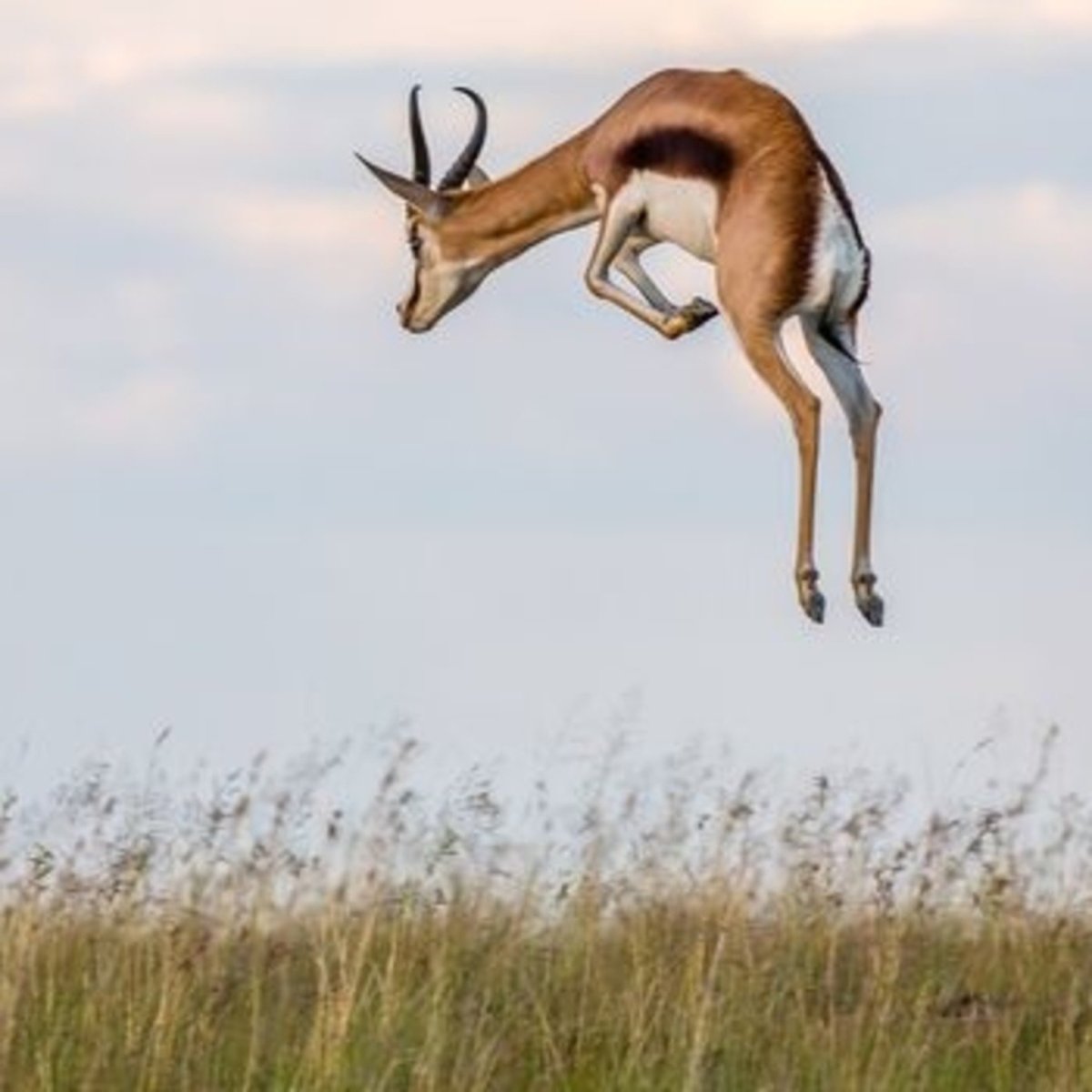 Африканские саванны Газель Гранта