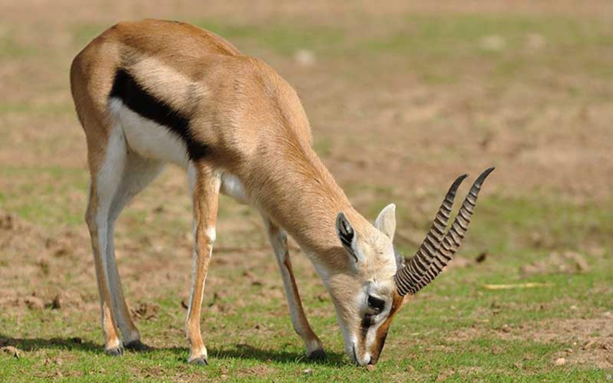 Газель в Марокко