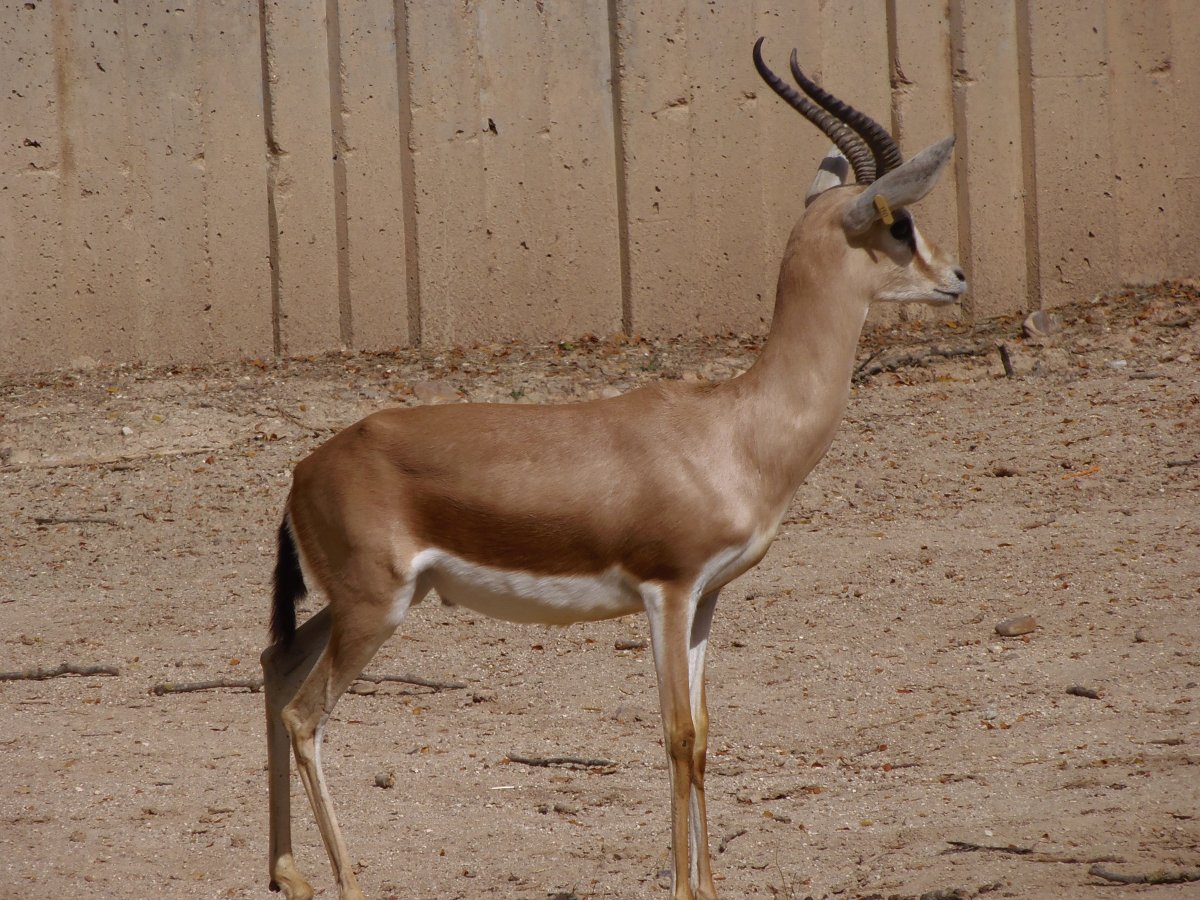 Дик-Дик кирка/ Kirk's Dik-Dik