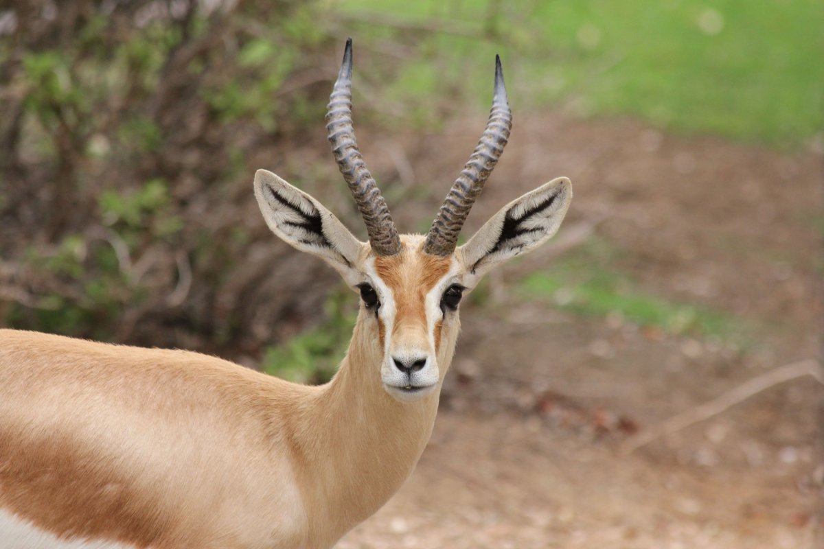 Gazelle natural