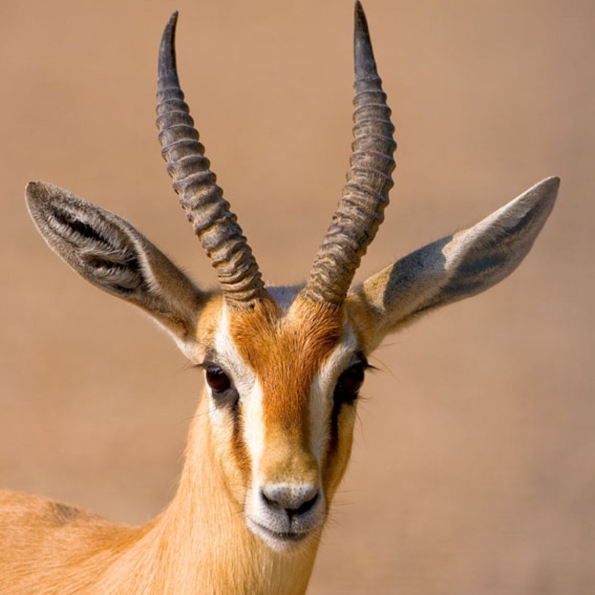 Спрингбок (антилопа-прыгун)