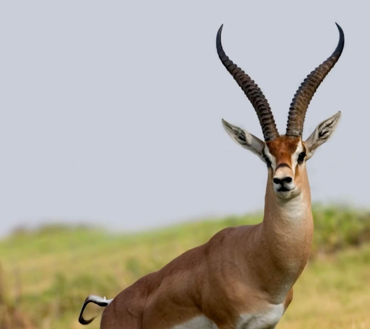 Газель Дикая животное