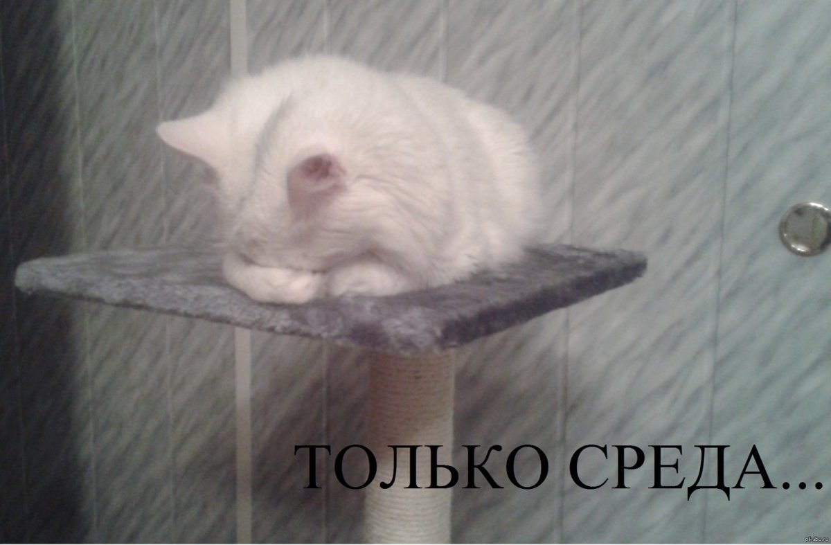 Котики среда