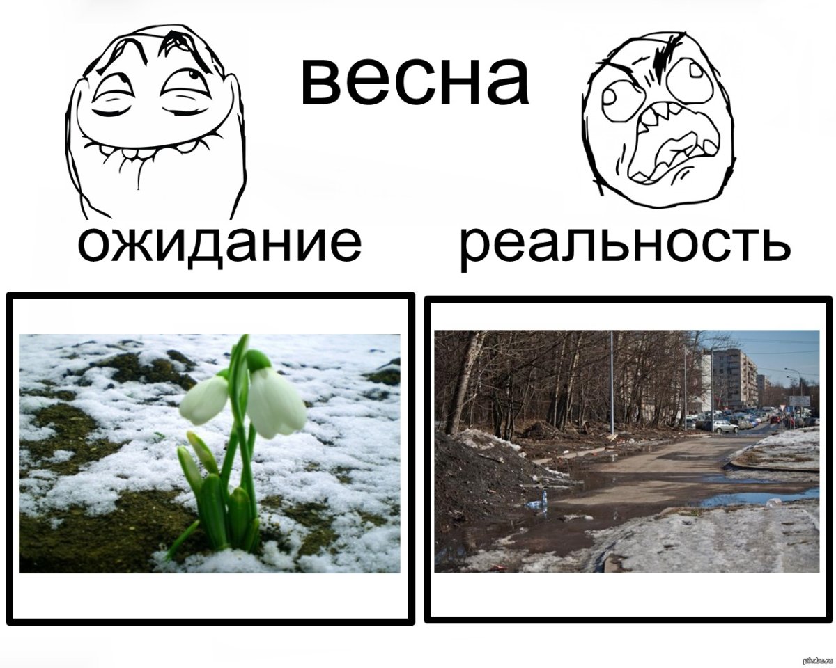 Весна коты прилетели