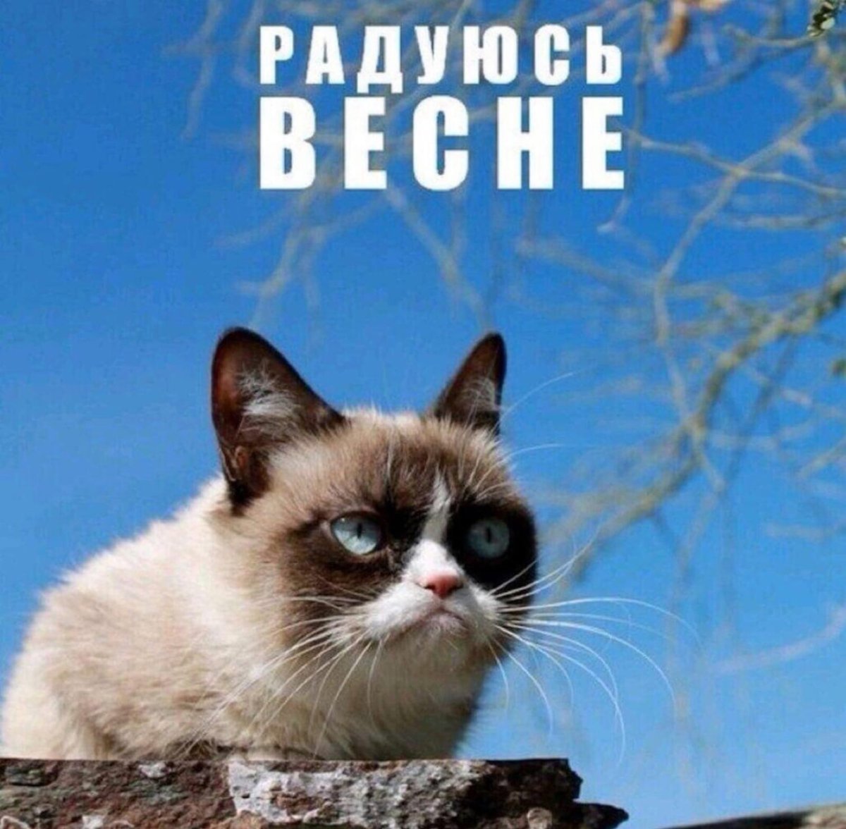 Рыжая кошка валяется в снегу