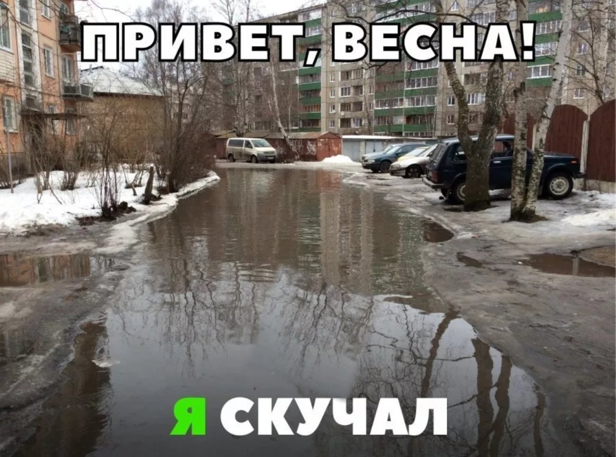 Скромный кот