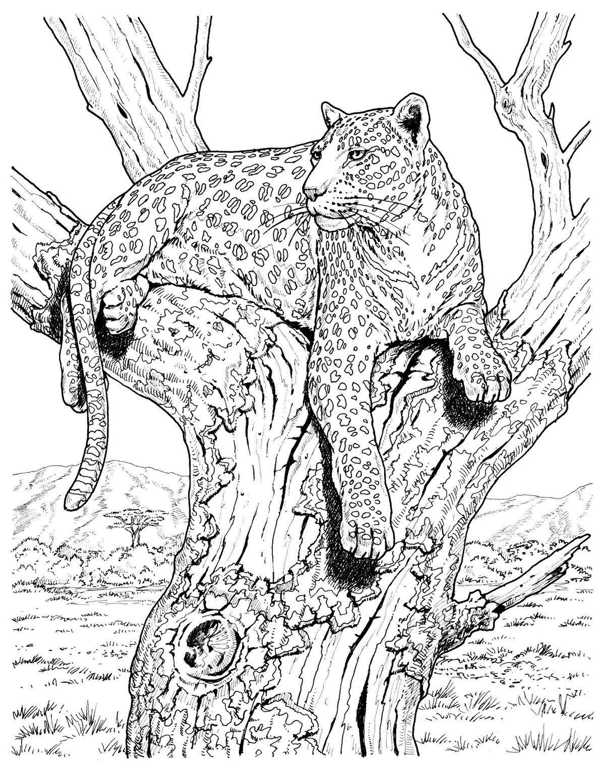 Раскраска Дикие кошки