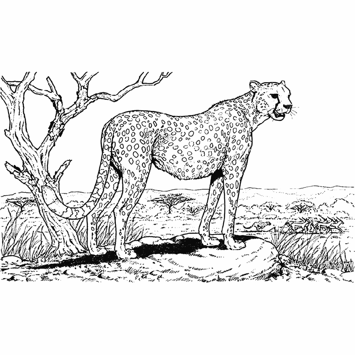 Гепард раскраска для детей