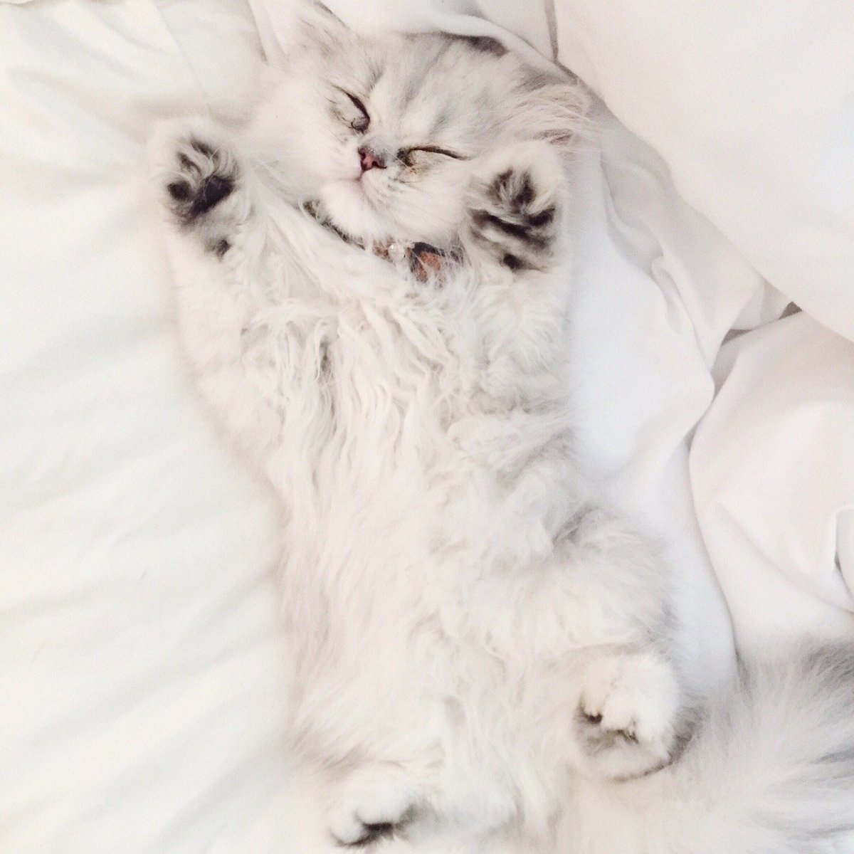 Котята сохры